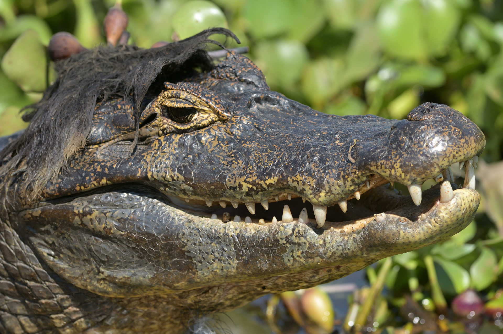 A caiman with vegetation draped over its head like a hairstyle, its eye and open mouth clearly visible.