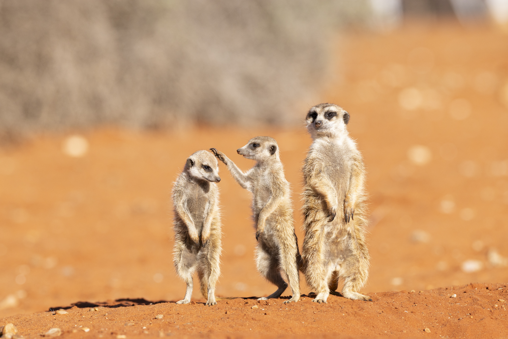 Three meerkats stand together while the middle one touches the head of the meerkat on the left.