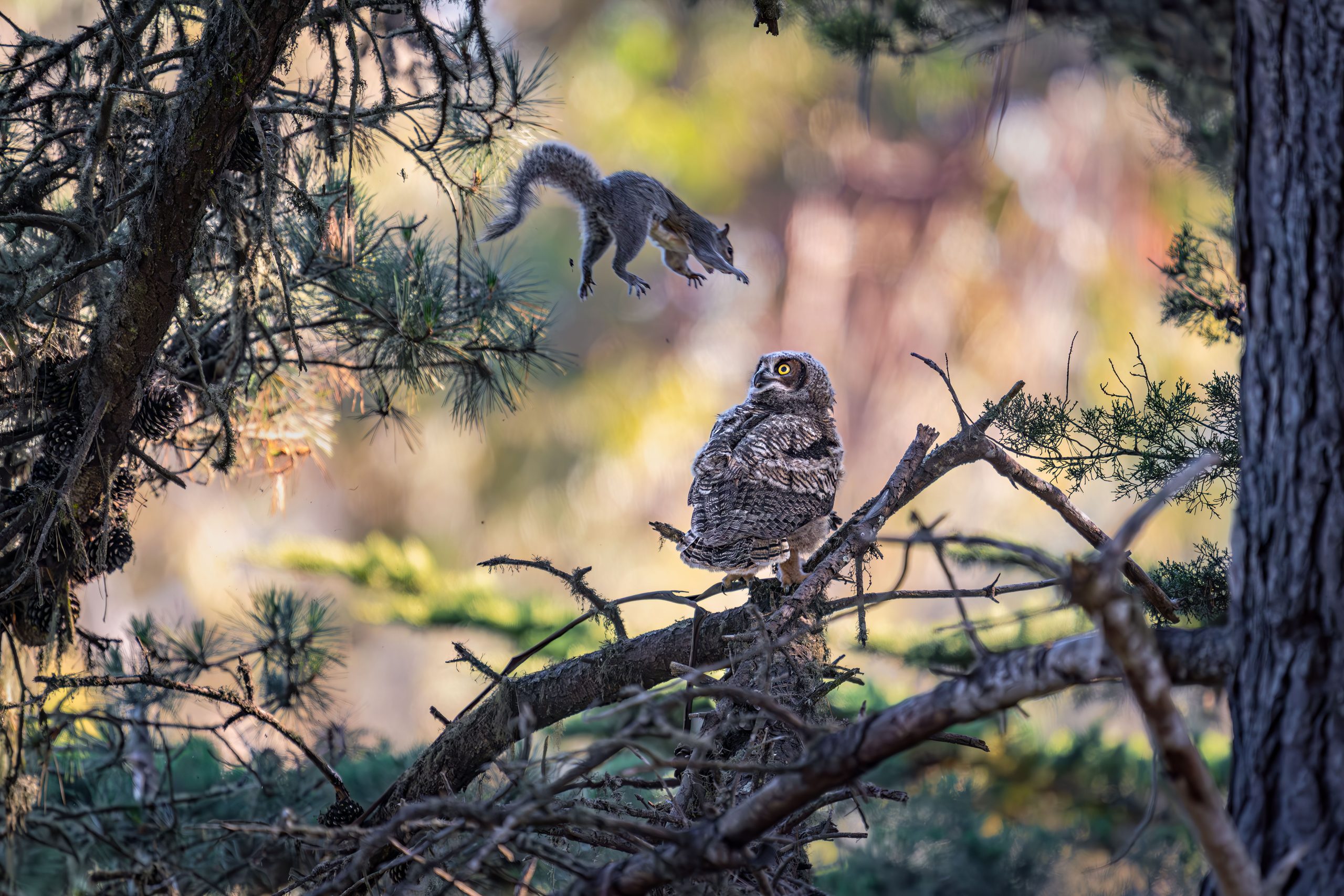 A squirrel is caught mid-leap above an owl perched on a branch.