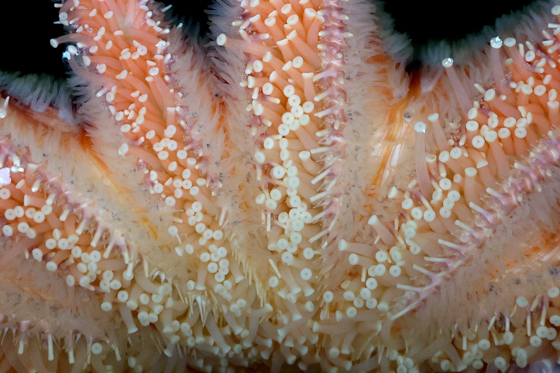 Close-up of pale tube feet on the underside of a pink and orange sunflower sea star.