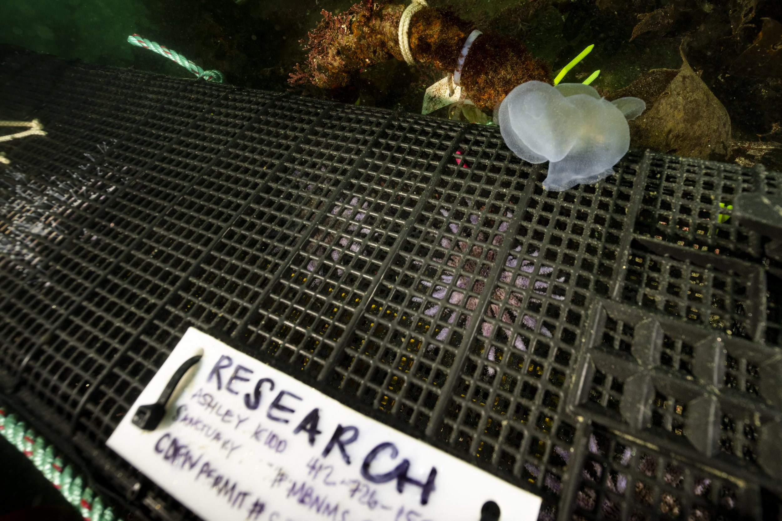 A purple sunflower sea star is inside a mesh research pod underwater, with a research label in the foreground.