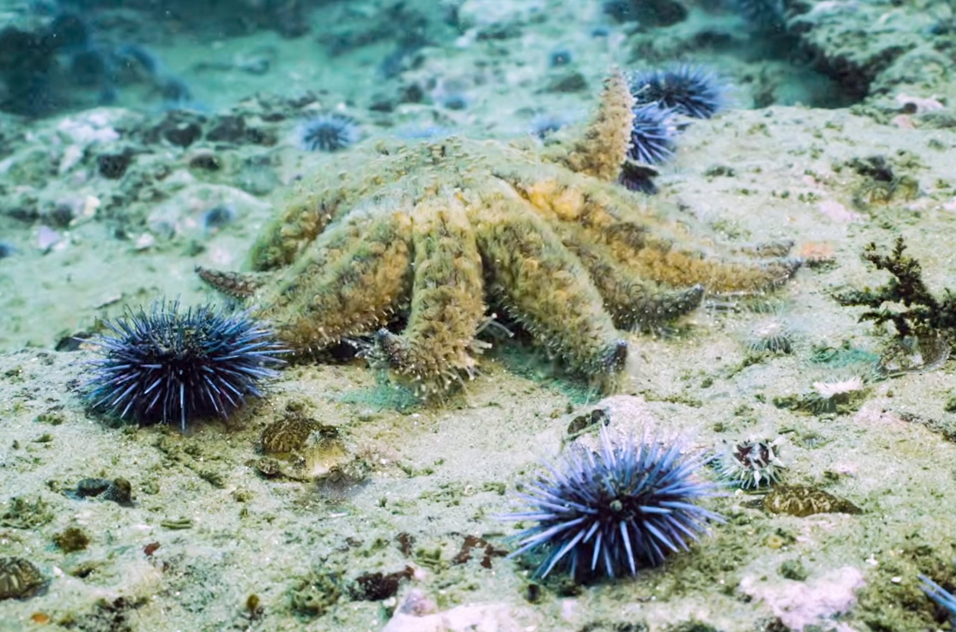 A many-armed sunflower sea star moves over a rocky seafloor beside purple sea urchins.