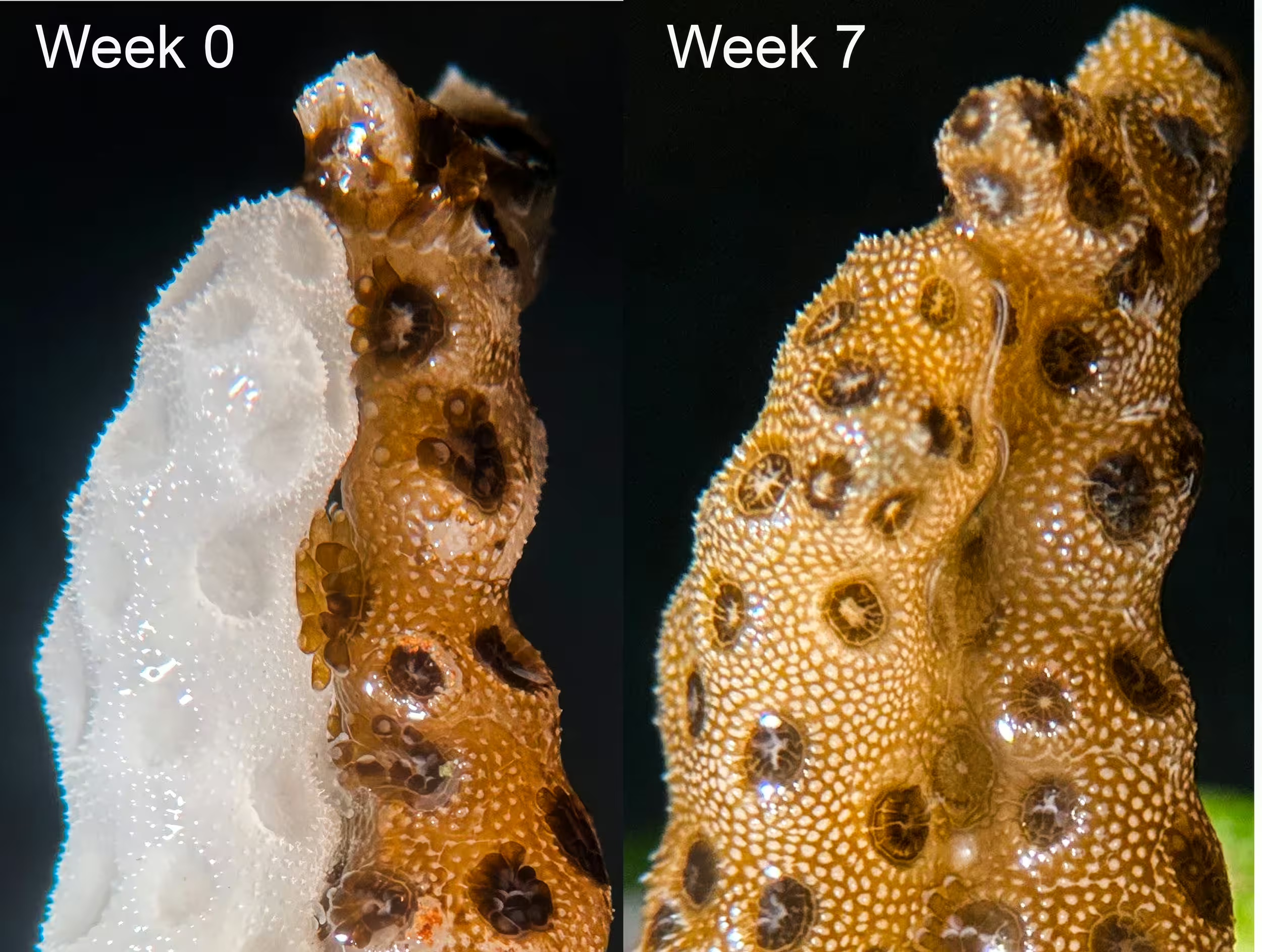 Study comparison labelled Week 0 and Week 7 shows the pale coral fragment regaining golden colour while touching a healthy fragment.