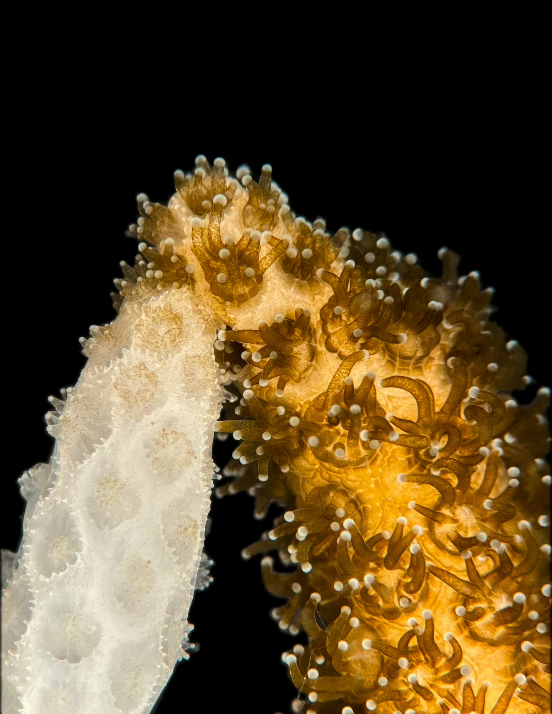 Two touching coral fragments in the Stanford laboratory, a pale bleached branch at left and a golden branch with extended polyps at right.