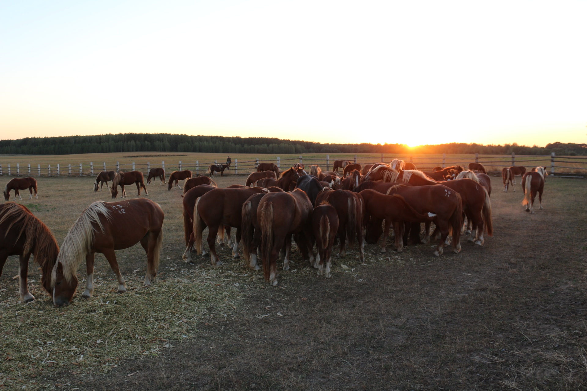 Przewalski’s horses in the Polesie State Radioecological Reserve, Belarus, September 2016