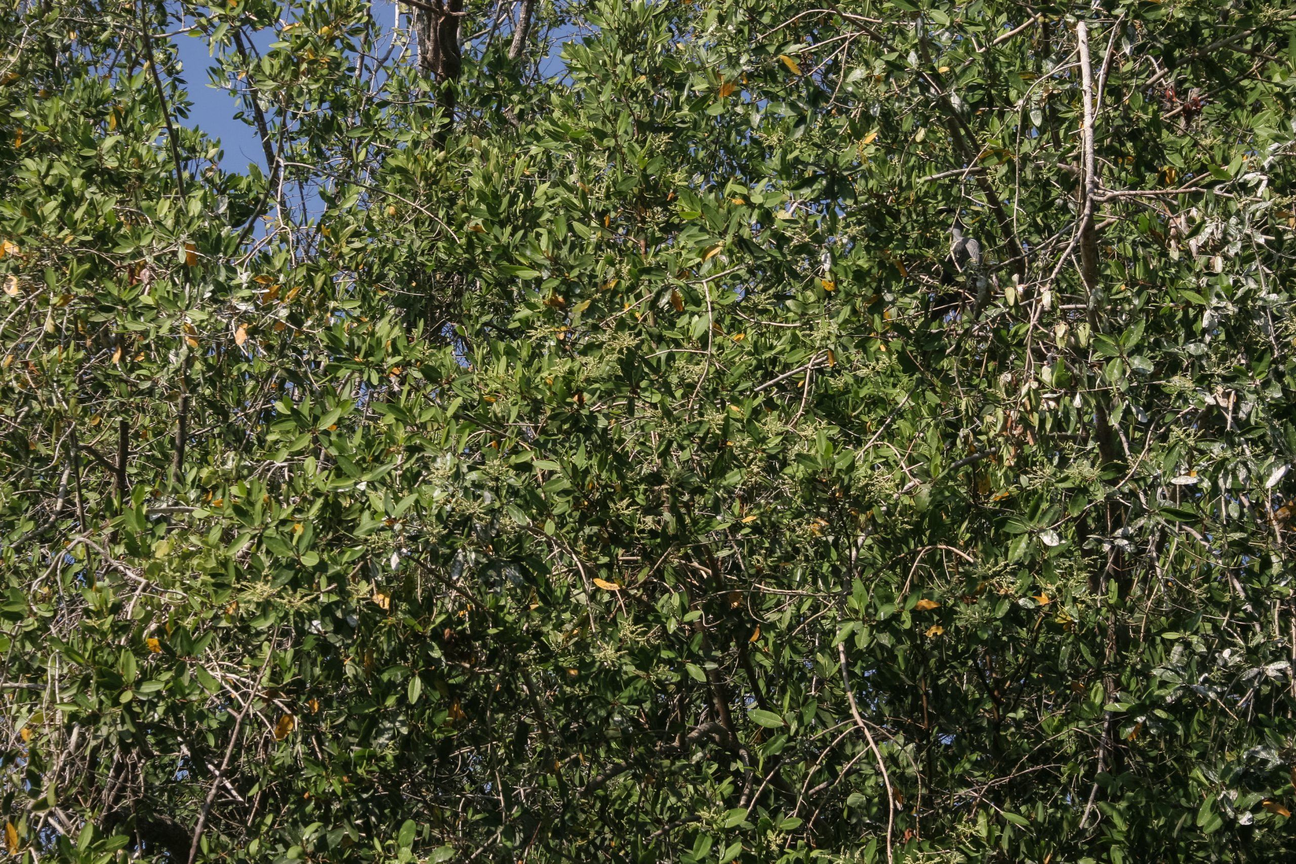 Mangrove habitat in Mexico