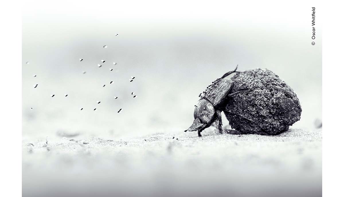Black-and-white photograph of a dung beetle pushing a dung ball, with flying insects behind it.