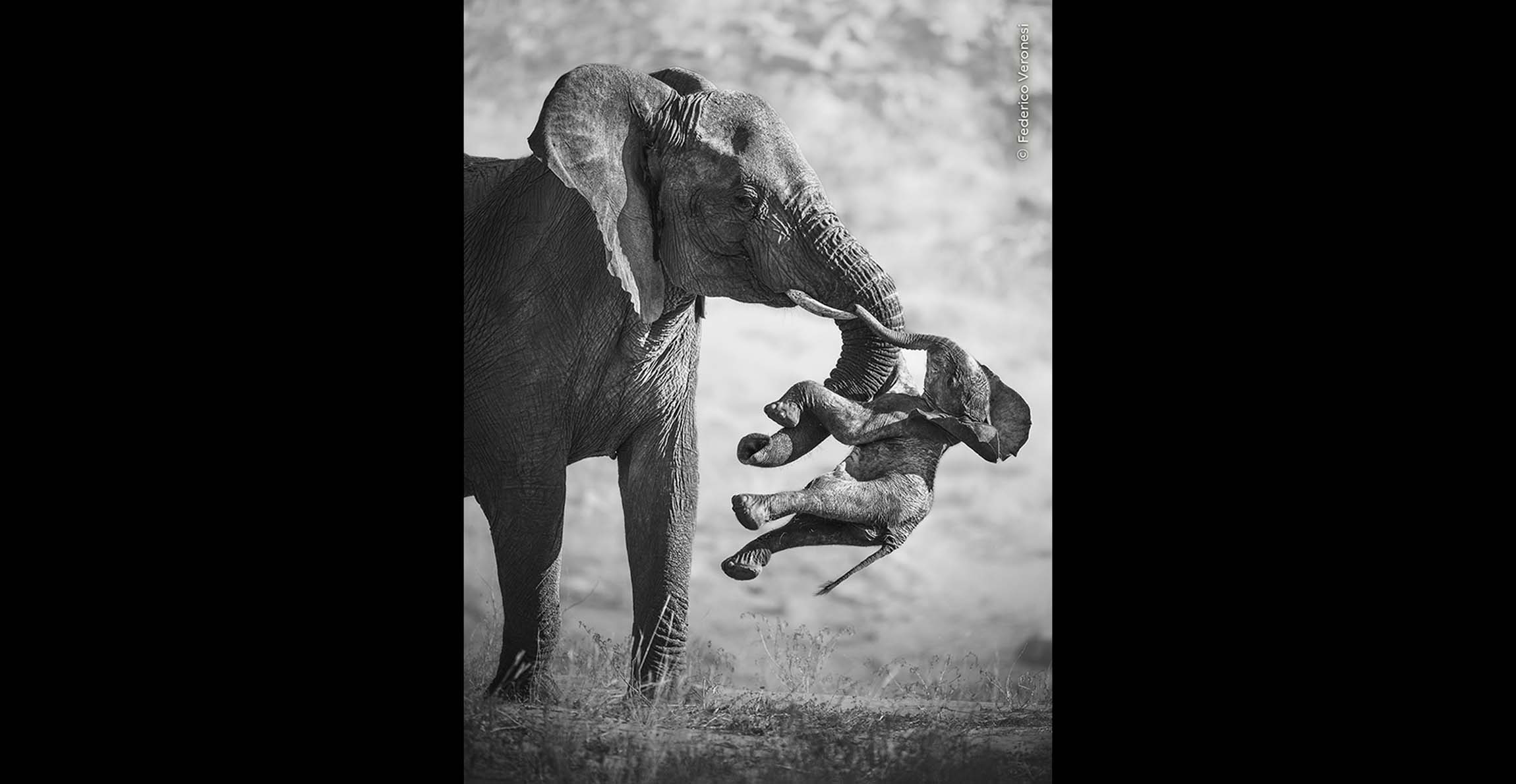 Black-and-white photograph of an adult elephant carrying a dead calf in Namibia.
